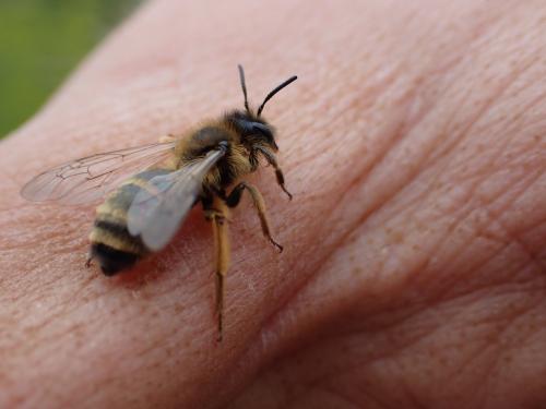 Andrena flavipes